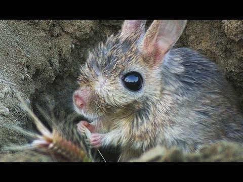 Малый тушканчик (Allactaga elater) - Small Five-toed Jerboa | Film Studio Aves