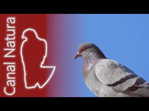 Paloma bravía (Columba livia) Rock Dove 4K