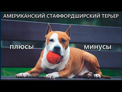 АМЕРИКАНСКИЙ СТАФФОРДШИРСКИЙ ТЕРЬЕР. Плюсы и минусы породы AMERICAN STAFFORDSHIRE TERRIER