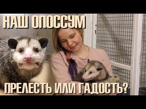 Наш виргинский опоссум: милая прелесть или страшная гадость?