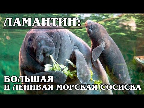 ЛАМАНТИН: Морская &quot;корова&quot; | Интересные факты про ламантинов