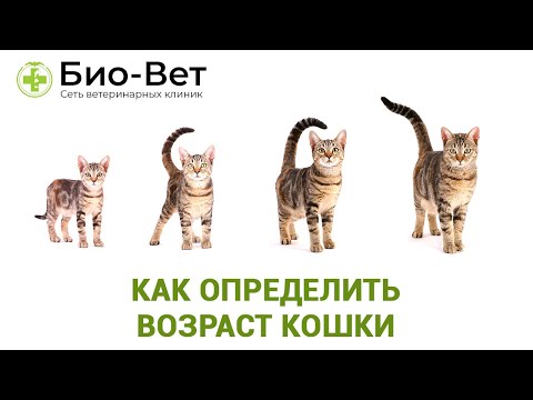 Как определить возраст кошки // Сеть Ветклиник Био-Вет