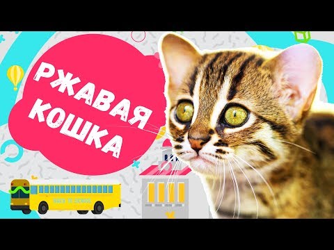 🙂 ТОП 5 фактов о редкой породе - Ржавая кошка.😺Детское обучающее видео шоу: Кошки, коты и котята😻