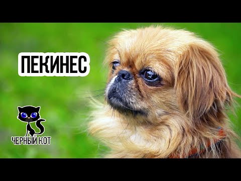 ✔ Пекинес - императорская собака родом из Китая