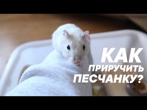 КАК ПРИРУЧИТЬ ПЕСЧАНКУ? | КАК Я ПРИРУЧИЛА СВОИХ ПЕСЧАНОК К РУКАМ? | Aoi Inko