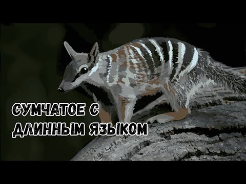 Сумчатый муравьед (намбат)