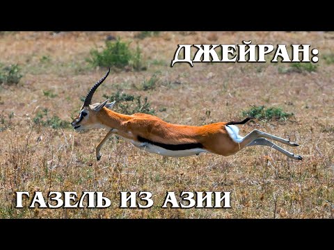 ДЖЕЙРАН: Газель или антилопа | Интересные факты про антилоп