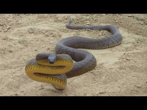 Самая ядовитая змея в мире! Тайпан - опасная змея СТРАШНЕЕ кобры. Змея в деле! Факты о тайпанах.