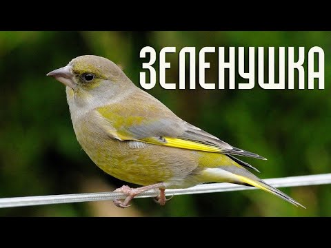 В гнезде зеленушки - Птицы России - Фильм 46 (Chloris chloris)