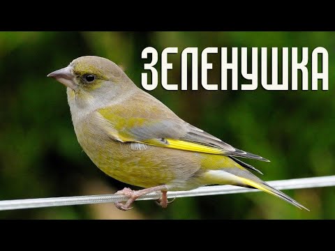 Зеленушка - Гнездовая жизнь и интересные факты (Птицы России) Фильм 46 (Chloris chloris)