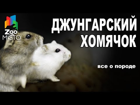 Джунгарский хомяк - Все о виде грызуна | Вид грызуна - Джунгарский хомяк