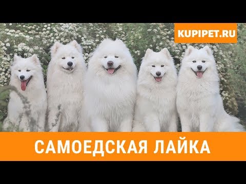 САМОЕДСКАЯ ЛАЙКА ВСЕ О ПОРОДЕ. ИНТЕРЕСНЫЕ ФАКТЫ