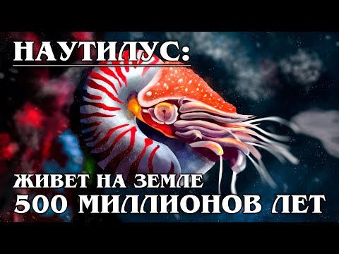 НАУТИЛУС: Древний моллюск | Интересные факты про морских обитателей