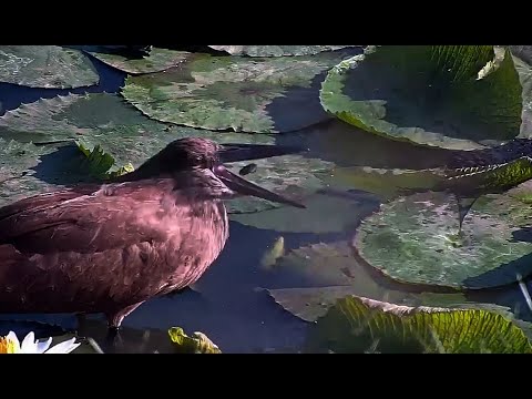 Wildlife Молотоглав (птица) поедает милых головастиков Hamerkop and Tadpoles lunch