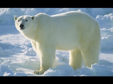 Суперхищники — Полярный медведь (Документальные фильмы, передачи HD)