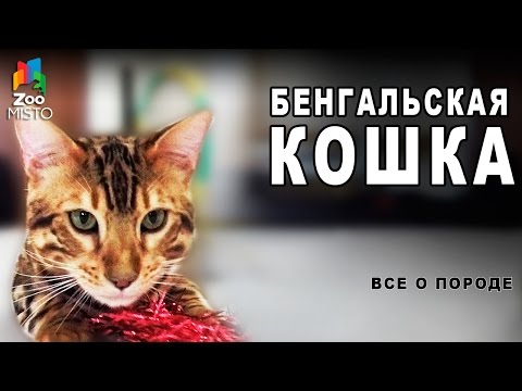 Бенгальская Кошка - Все о породе