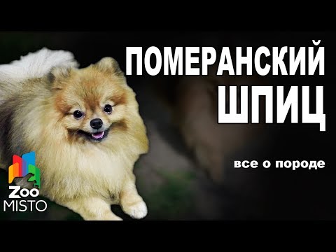 Померанский Шпиц - Все о породе собаки | Собака породы - Померанский Шпиц