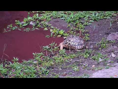 Африка. Леопардовая черепаха - Africa. Leopard Turtle