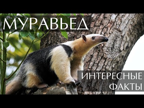 Муравьед - интересные факты