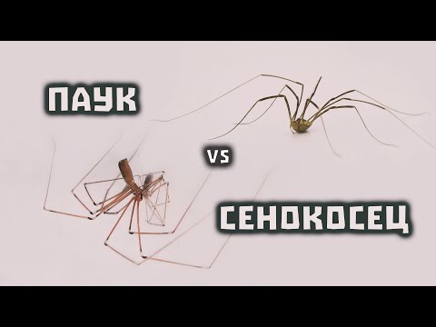 Паук-сенокосец. Сенокосец - не паук. Кто на самом деле живёт в Вашем доме? // Clever Cricket