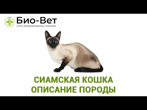 Сиамская Кошка Описание Породы Характер &amp; Уход За Сиамской Кошкой. Ветклиника Био-Вет