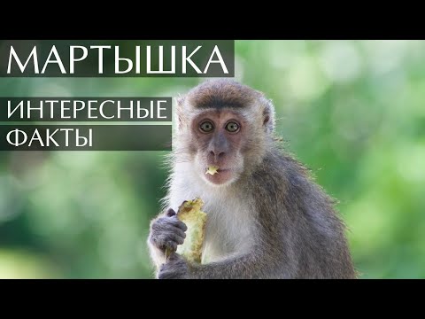 Мартышка интересные факты