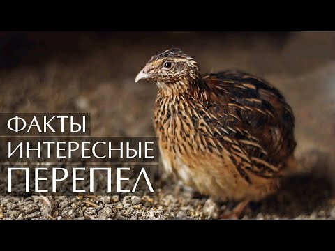 Перепел - интересные факты