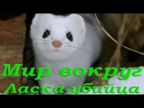 Ласка. Самый кровожадный убийца. HD