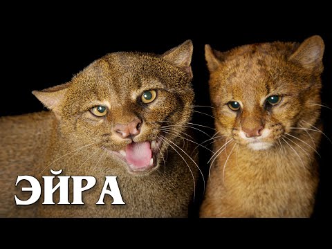 Ягуарунди: Загадочная Кошка | Интересные факты про ягуарунди
