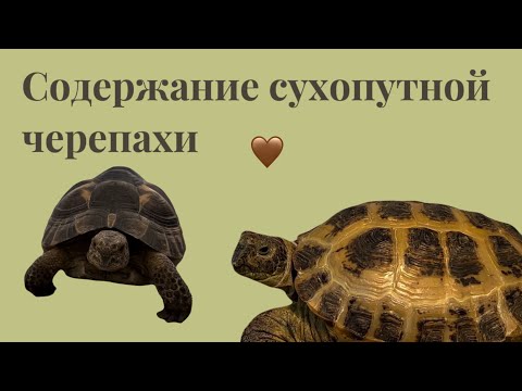 Содержание сухопутной черепахи – СУХОПУТНАЯ ЧЕРЕПАХА🐢￼