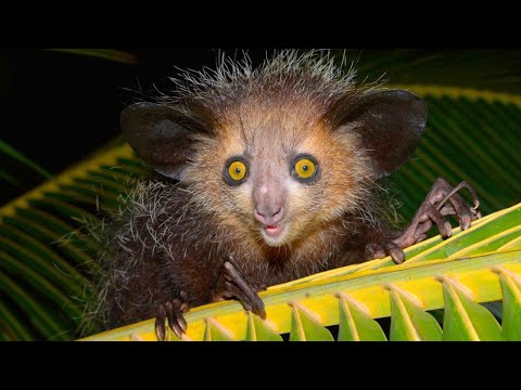 Мадагаскарская руконожка (Ай-ай) – самое странное животное! Дятел среди приматов!