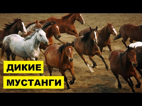 Лошади Мустанг особенности породы | Коневодство | лошади породы Мустанг