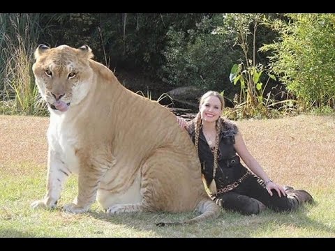 Лигр гибрид льва и тигра