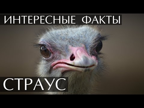 Интересные факты о Страусах