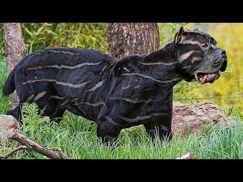 10 Самых Редких Пород Собак в Мире