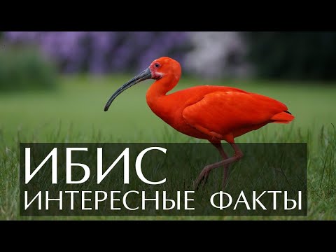 Ибис - интересные факты