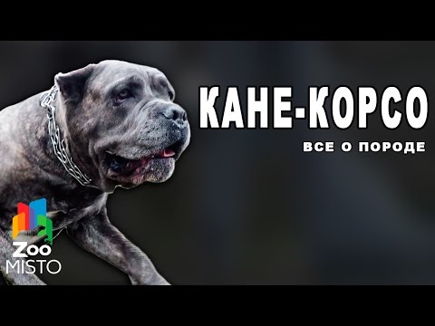 Кане-Корсо - Все о породе