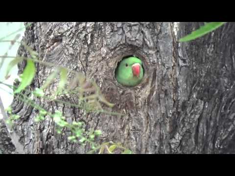 Nest Of Rose Ringed Parakeet or Psittacula krameri feeding to Chick