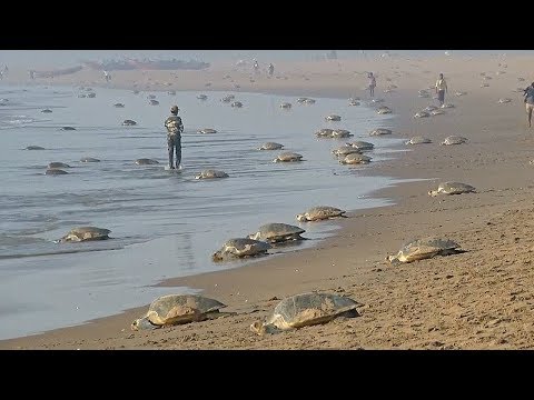 400 тысяч оливковых черепах приплыли на пляж в Индии