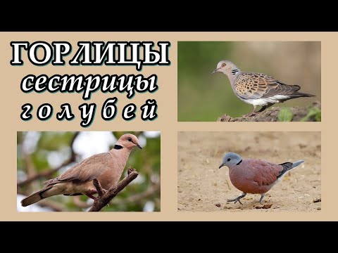 ГОРЛИЦЫ - Сестрицы голубей