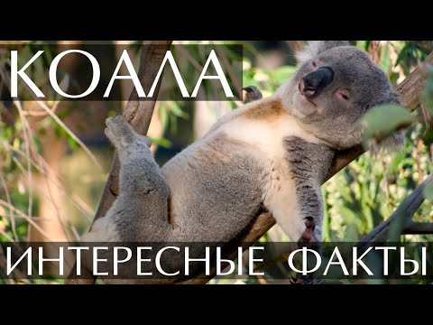 Интересные факты о Коале