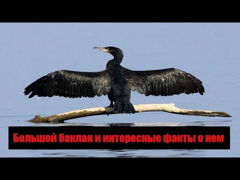 Большой баклан и интересные факты о нем