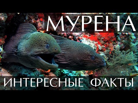 Мурена - интересные факты