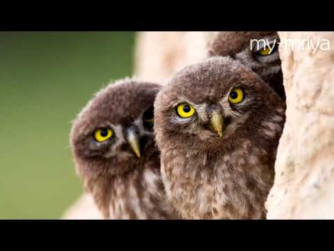 Где живут домовые сычи в дикой природе. Субтитры! Little owls in the Wild.