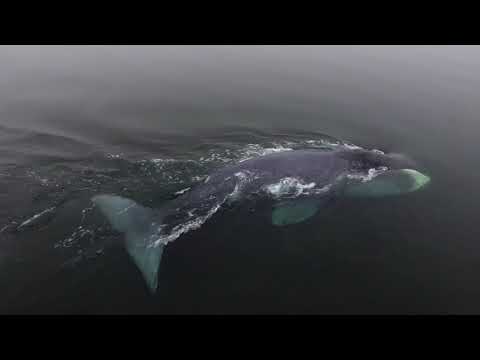 Гренландские киты - крутое видео от Russia Discovery