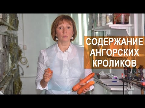 Содержание ангорских кроликов. Арт-Ферма RUSANGORA