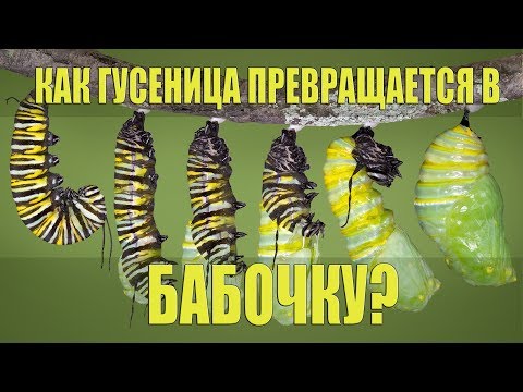 Как гусеница превращается в бабочку? | DeeAFilm