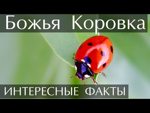 Интересные факты о Божьих Коровках