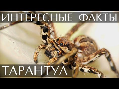 Тарантул интересные факты