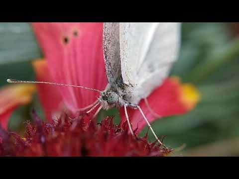 Бабочка капустница или белянка (Pieris brassicae)